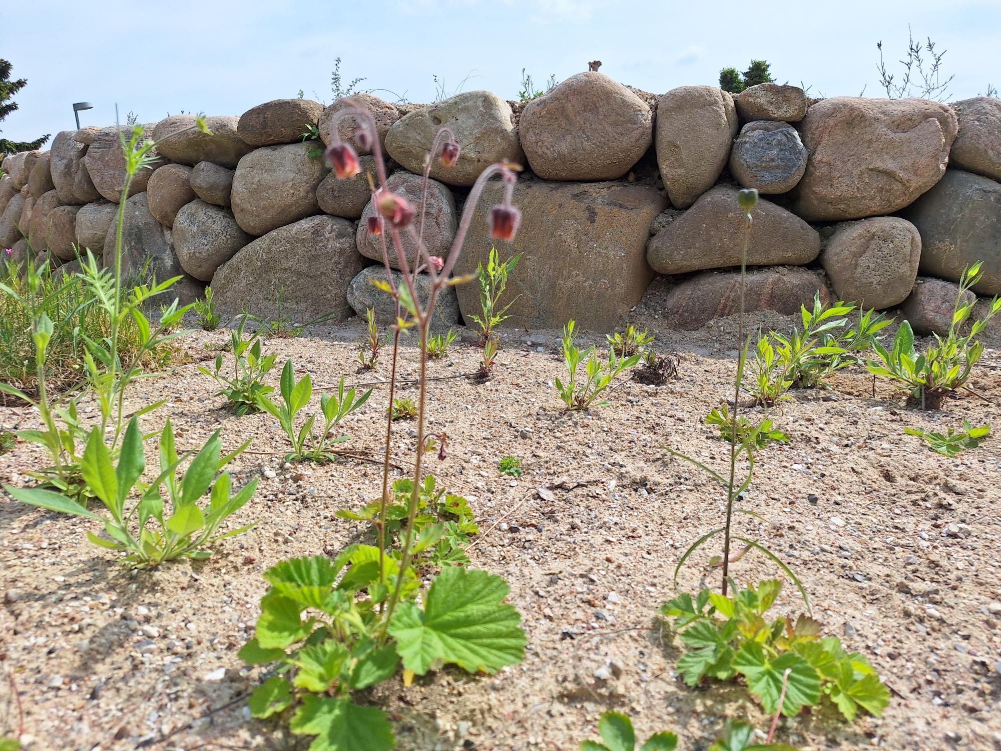 Biodiversitetsparken Ballerup Kommune Store Sten