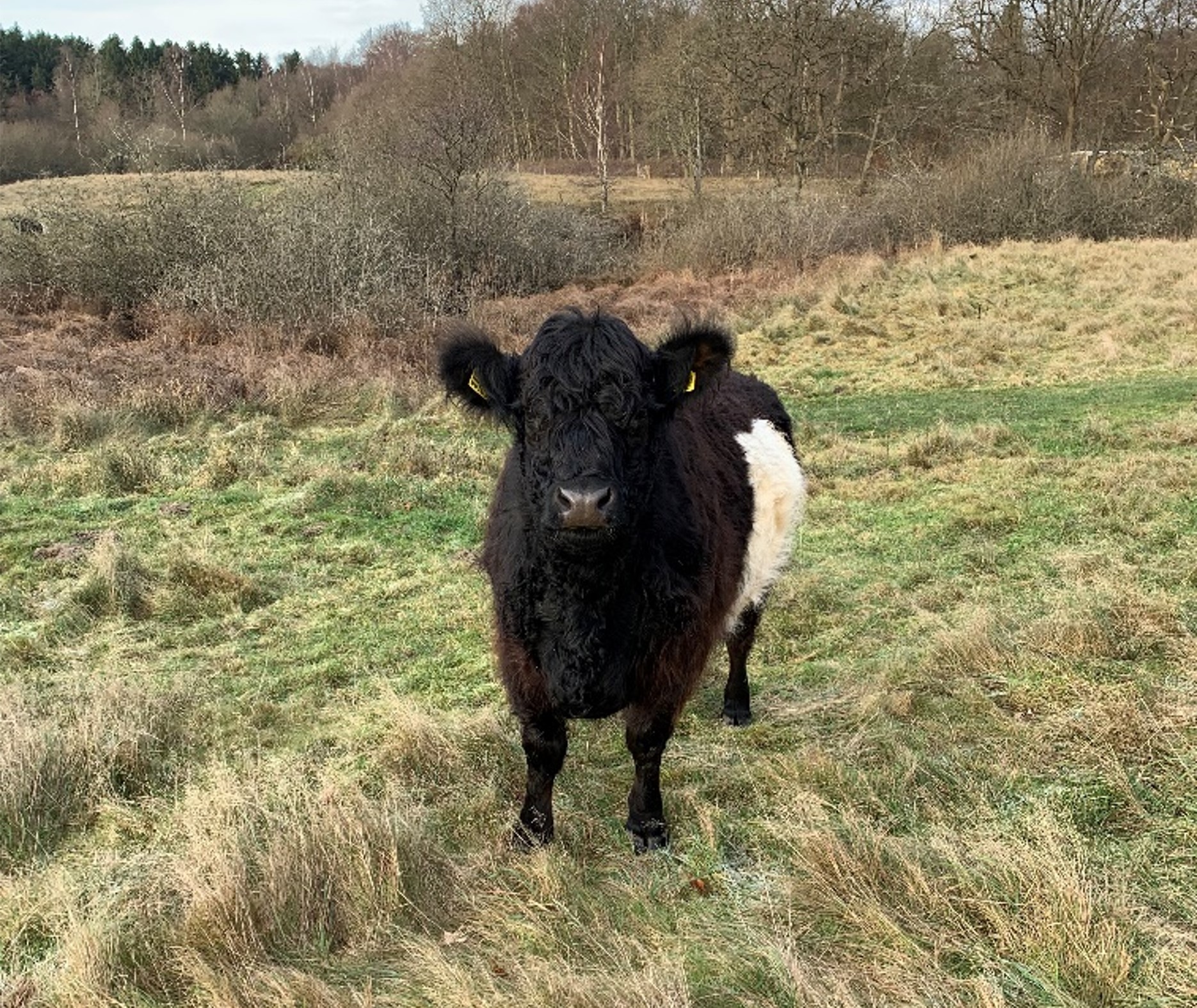 Galloway helårsgræsning 