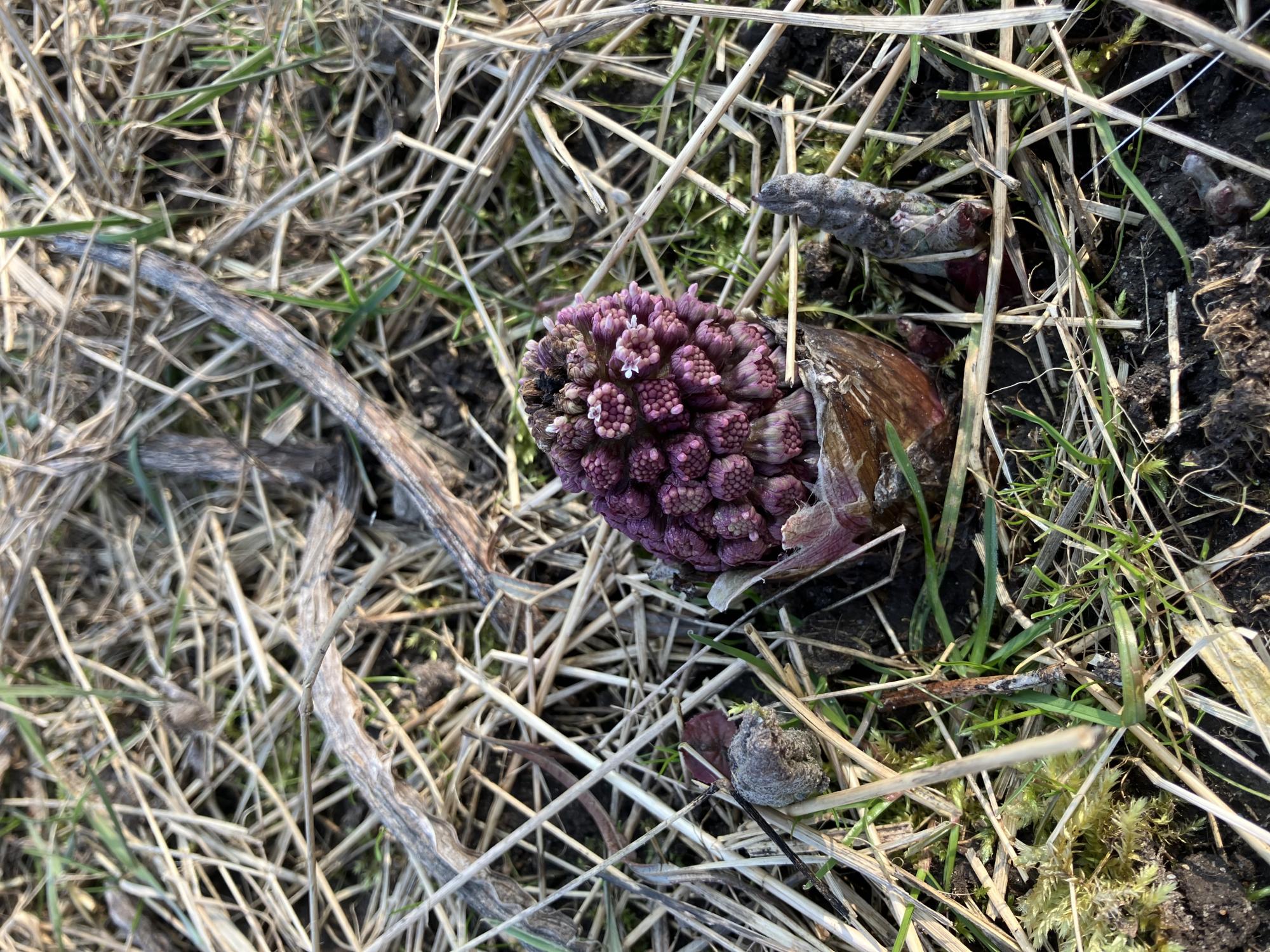 Invasiv plante 