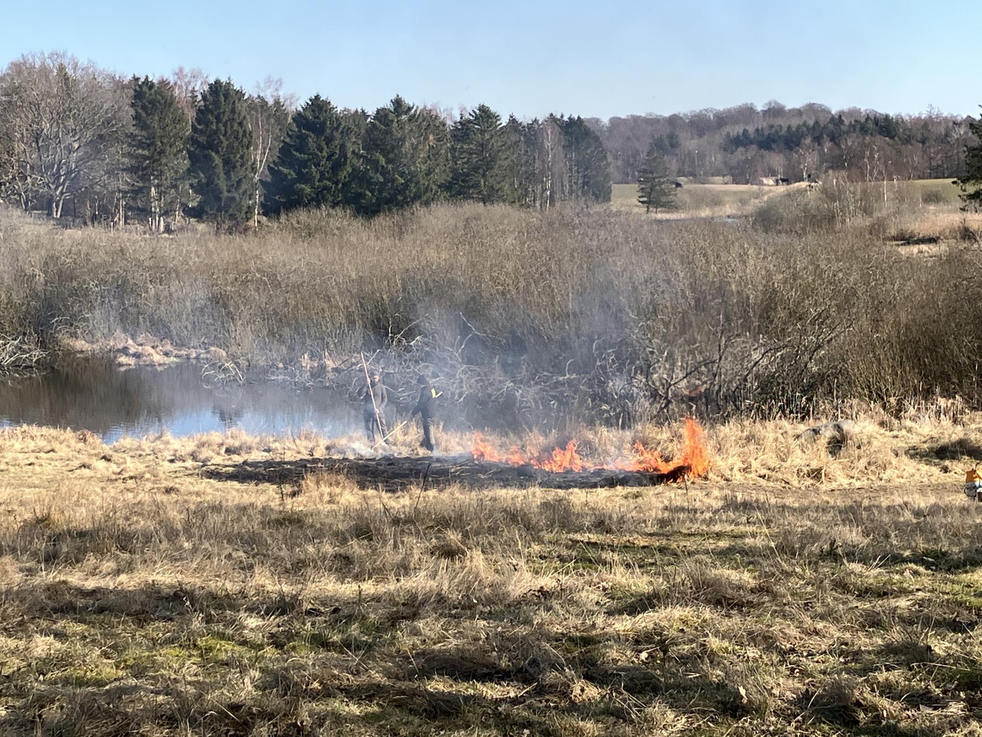 Afbrænding af græs