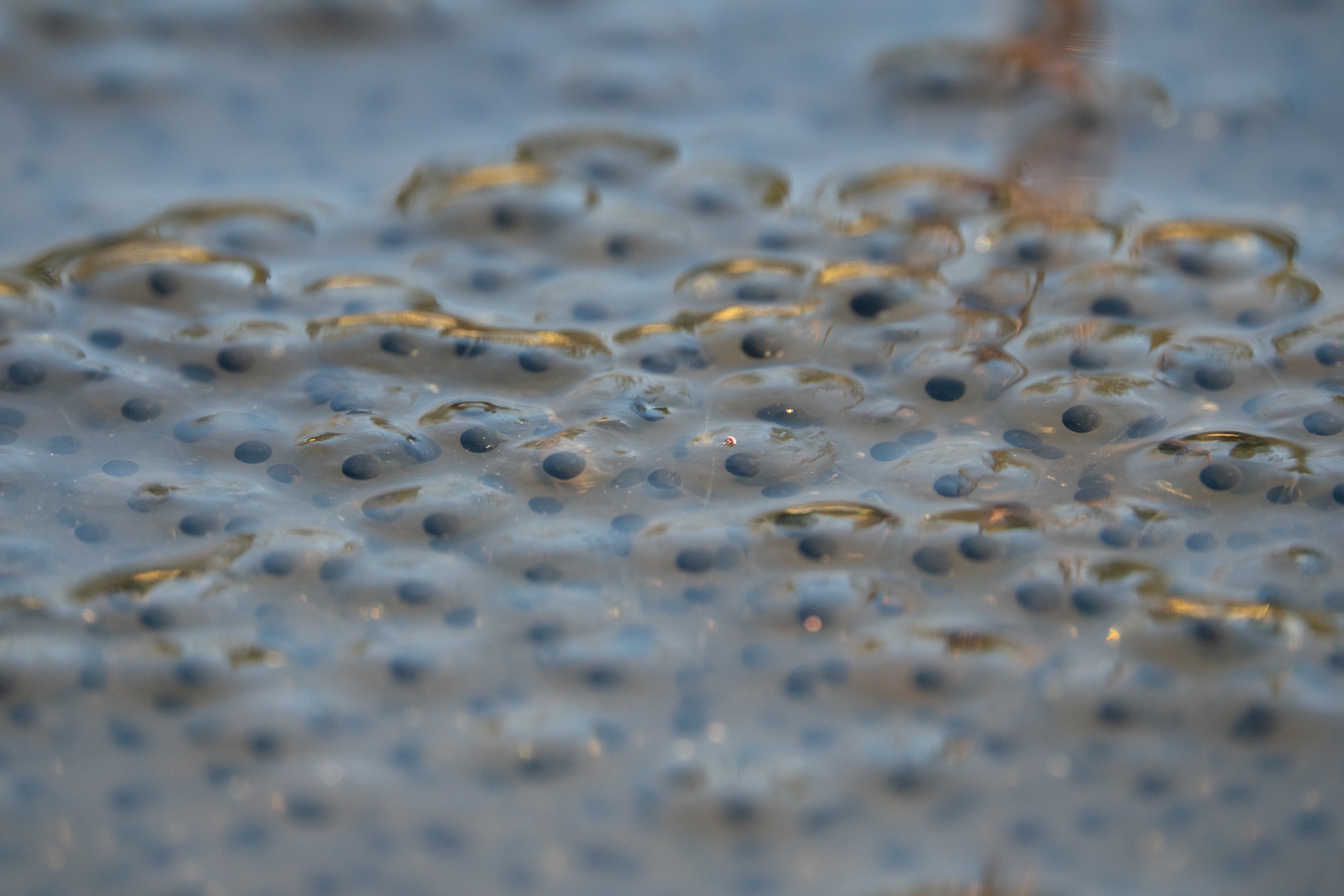 Æg fra frøer, ægklumper