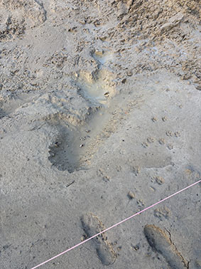 Manglende planter - fuglespor