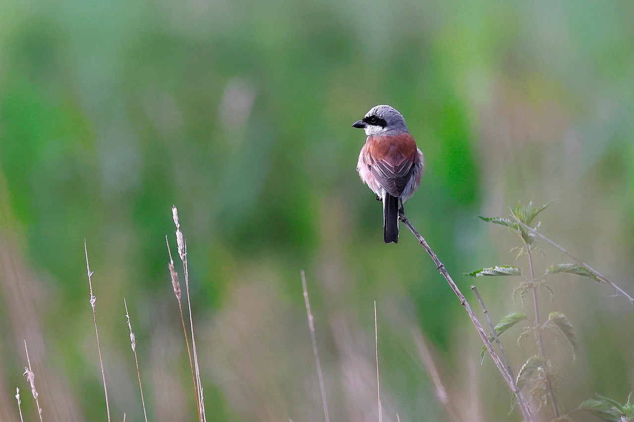 Rødrygget tornskade
