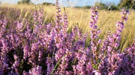 Diverse: Natur