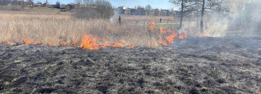 Afbrænding af dødt græs