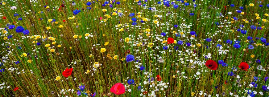 Blomstereng