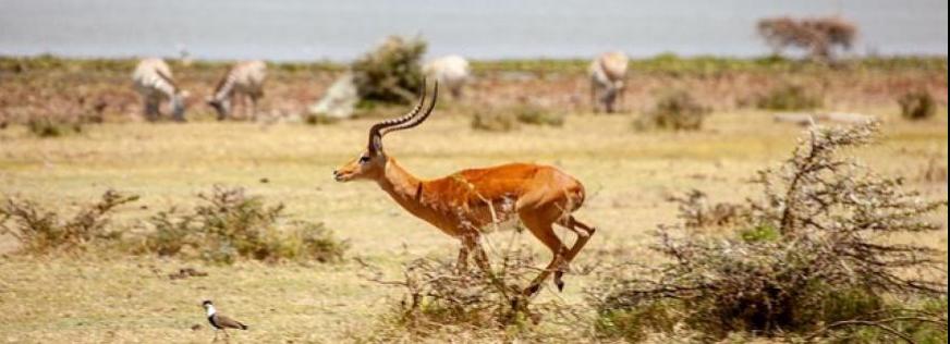 Gazelle løber